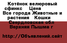 Котёнок велюровый сфинкс. › Цена ­ 15 000 - Все города Животные и растения » Кошки   . Свердловская обл.,Верхняя Пышма г.